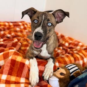 Elle, Husky, adult, available for adoption