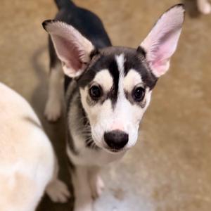 Everly, Husky, puppy, available for adoption
