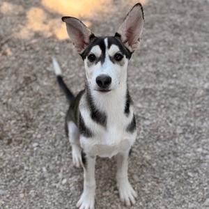 a black and white dog with pointed ears standing on a gravel surface