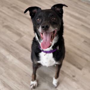 Henry, Collie, senior, available for adoption