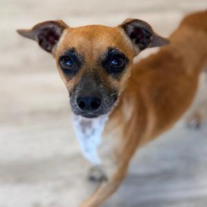 Cafecito, Terrier, adult, available for adoption