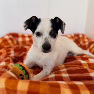 A black and white dog lying on a red and orange checkered blanket, holding a green toy in its mouth.