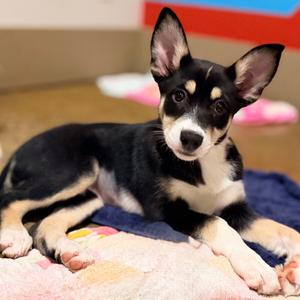 Elsie, Husky, puppy, available for adoption