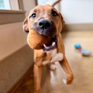 Jordan, Black Mouth Cur, adult, available for adoption