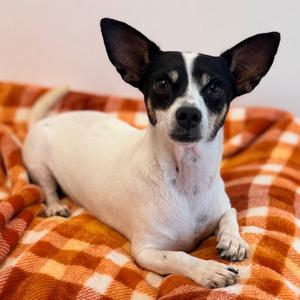 Courage, Terrier, Rat, adult, available for adoption