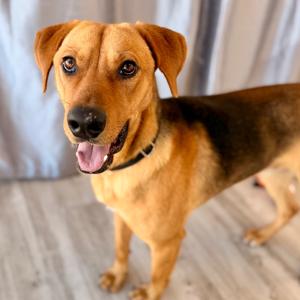 Logan, Retriever, Labrador, adult, available for adoption