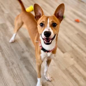 Canelo, Basenji, adult, available for adoption