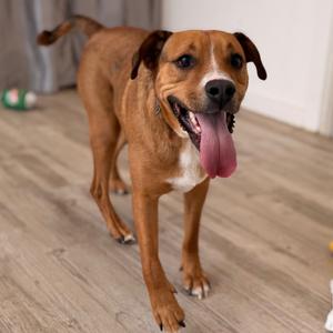 Kruiser, Catahoula Leopard Dog, adult, available for adoption