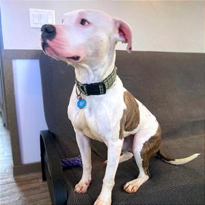 Draco, Terrier, Pit Bull, adult, available for adoption