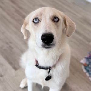 Humble, Retriever, Labrador, adult, available for adoption