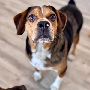 Annie, Beagle, adult, available for adoption