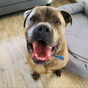 Lambo, Mastiff, Cane Corso, senior, available for adoption