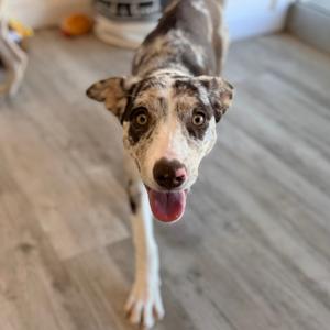 A dog with a spotted coat and a pink tongue sticking out, standing on a wooden floor.