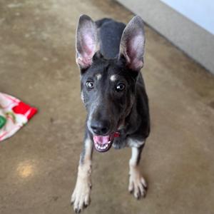 Astra, Kelpie, Australian, adult, available for adoption