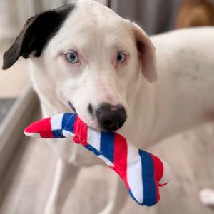 Loretta, Retriever, Labrador, adult, available for adoption