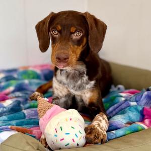 Eeny, Pointer, German Shorthaired, adult, available for adoption