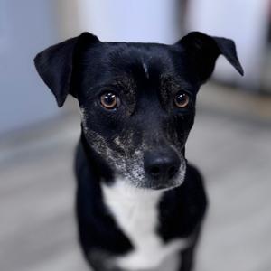 Katie B, Chihuahua, adult, available for adoption