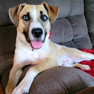 Jed, Retriever, Labrador, adult, available for adoption