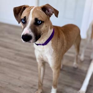 Jed, Retriever, Labrador, adult, available for adoption
