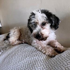 Bruno, Poodle, Miniature, adult, available for adoption