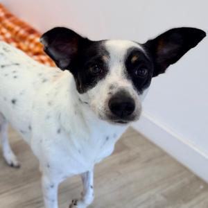 Maxwell, Terrier, Rat, adult, available for adoption
