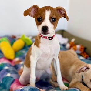 Crush, Chihuahua, puppy, available for adoption