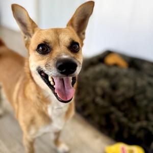 Benny, Chihuahua, adult, available for adoption