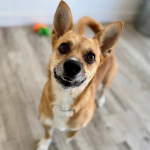 Benny, Chihuahua, adult, available for adoption