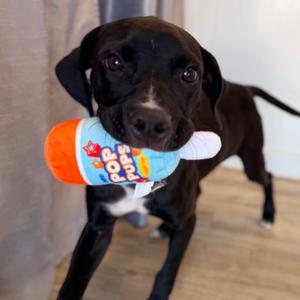 Danny, Terrier, adult, available for adoption