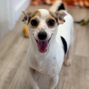 A happy Jack Russell Terrier dog with a white and black coat, standing on a wooden floor, looking directly at the camera with its tongue out.