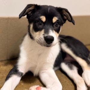 Hattie, Husky, puppy, available for adoption