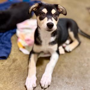 Bowie, Husky, puppy, available for adoption