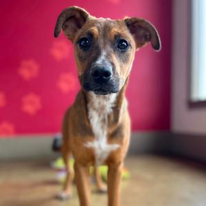 Fortune, Shepherd, adult, available for adoption