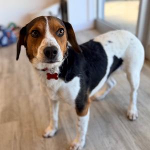 Fred, Beagle, adult, available for adoption