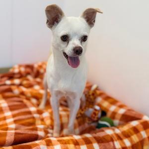 A small white dog with perked-up ears and a pink tongue sticking out, standing on an orange and white checkered blanket.