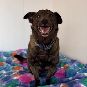 A black dog with a blue collar is sitting on a colorful blanket, smiling with its mouth open.