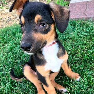 Isla, Terrier, Wheaten, puppy, available for adoption