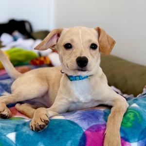 Dew, Chihuahua, puppy, available for adoption