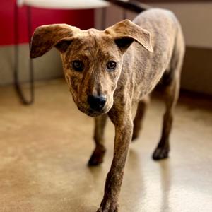 Delayah, Mountain Cur, adult, available for adoption