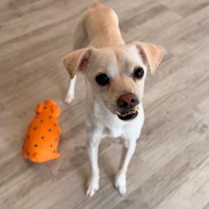 A small dog with light brown and white fur standing on a wooden floor, looking at the camera with its mouth slightly open. To the left of the dog is an orange toy with black spots.