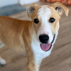 A happy brown and white dog with floppy ears and a pink tongue sticking out, standing on a wooden floor.