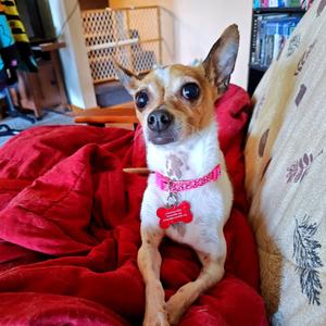 Dolly, Chihuahua, adult, available for adoption
