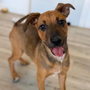 Delta, Mixed Breed (Medium), puppy, available for adoption