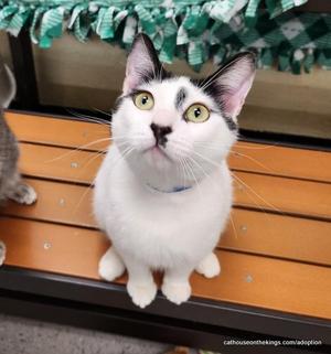 Benny, young, available for adoption