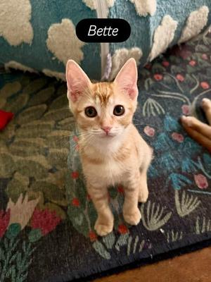 Bette, kitten, available for adoption