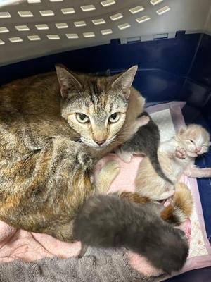 Bastet, young, available for adoption
