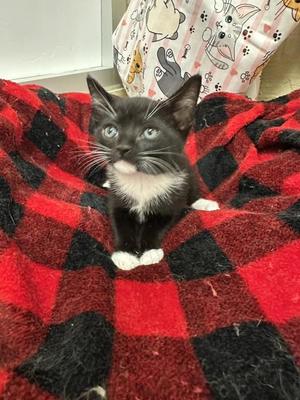 Bonnet, kitten, available for adoption