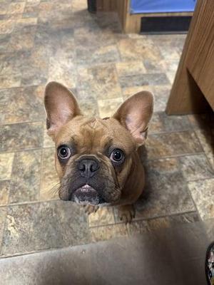 a brown French bulldog sitting on a tiled floor, looking up with large, expressive eyes