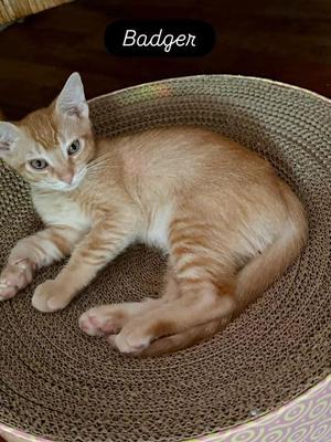 Badger, kitten, available for adoption