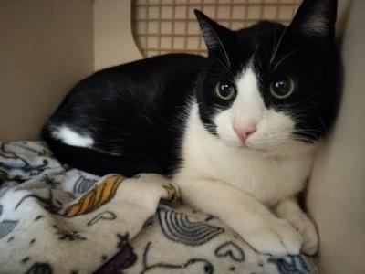 Bandit, adult, available for adoption